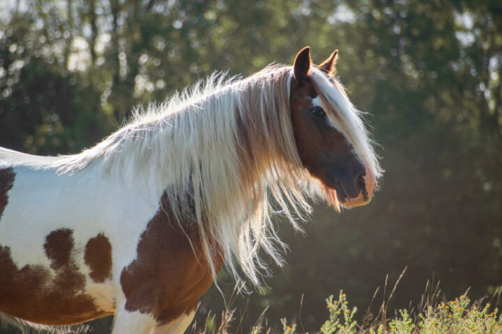 Les chevaux de traits, de vrais chevaux polyvalents